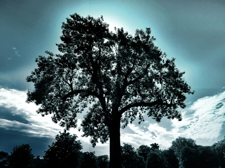 a black and white photo of a tree, an album cover, inspired by Alexander Nasmyth, pexels contest winner, blue sky, royal green and nature light, ((trees)), silhouette :7