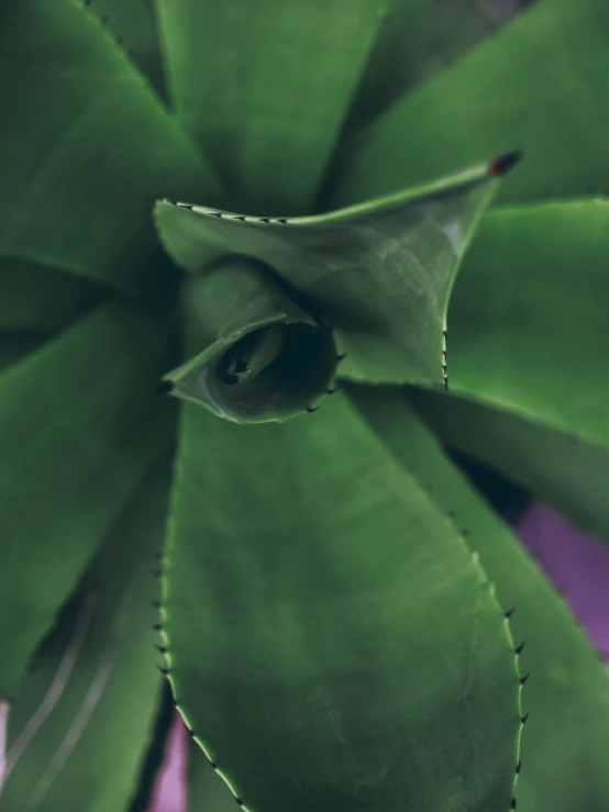 a close up view of a green plant, inspired by Elsa Bleda, trending on unsplash, renaissance, fine details 8k octane rendering, devil's horns, high angle shot, serrated point