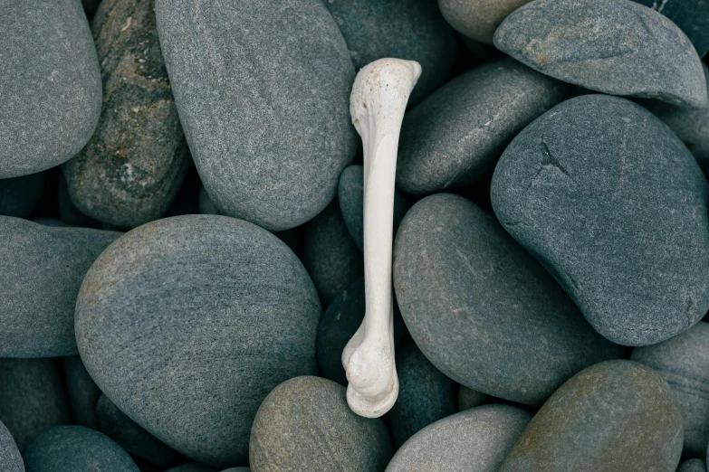 a bone sitting on top of a pile of rocks, inspired by Muirhead Bone, unsplash, with narrow nose, smooth shank, seaside, realistic lance