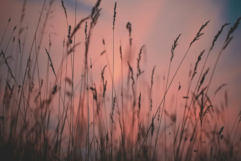 tall grass blowing in the wind at sunset, unsplash, romanticism, pink, frank moth, sweet night ambient, on a canva