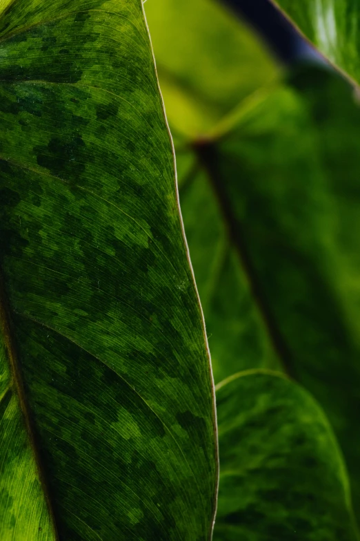 a close up of a leaf of a plant, lush vista, jungle camo, shot with sony alpha, high-body detail