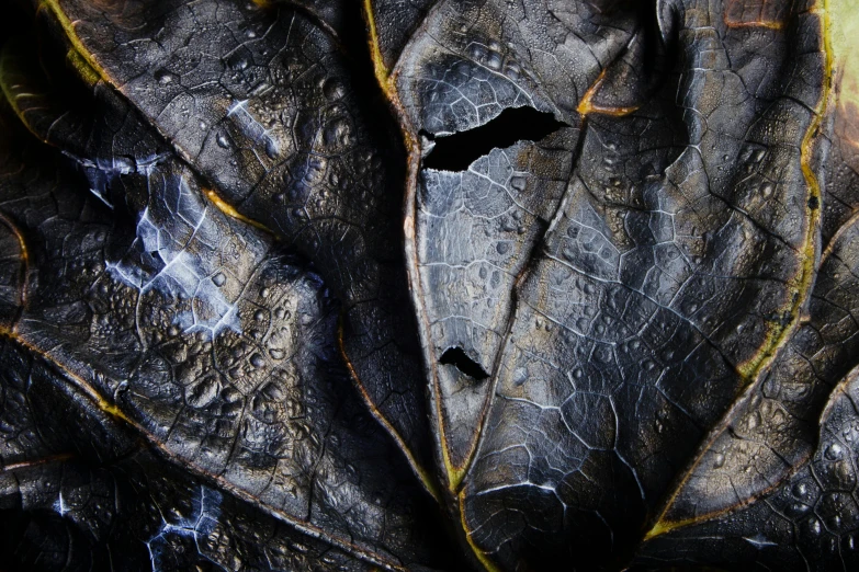 a close up of a leaf with water droplets on it, an album cover, inspired by Patrick Pietropoli, art photography, smouldering charred timber, aged turtle, tooth wu : : quixel megascans, black slime