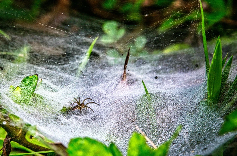 a spider sitting on top of a spider web, by Daniel Lieske, pexels contest winner, wet ground, alien creatures scattered around, slide show, canvas