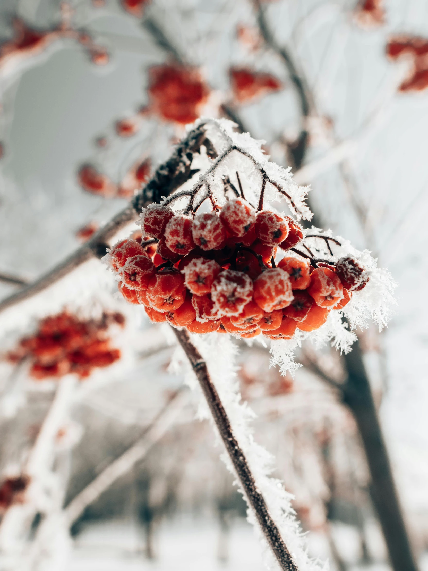 a frozen nch and some red berries with snow on it