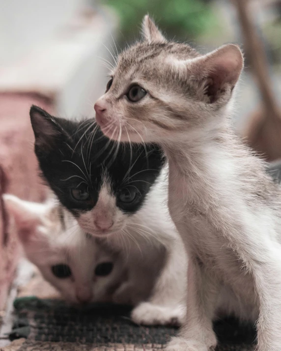 a couple of kittens sitting next to each other, trending on unsplash, renaissance, lgbtq, multiple stories, center of image