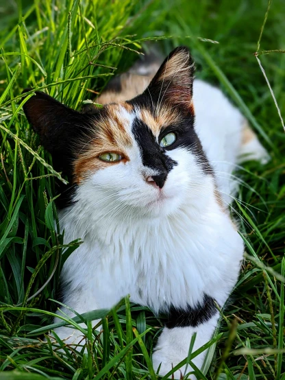 a calico cat laying in the grass, by Julia Pishtar, heterochromia, avatar image, actual photo, mixed animal