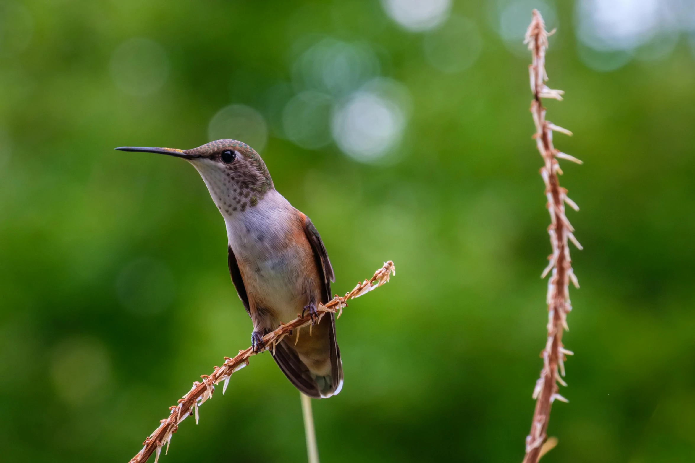 a small bird sitting on top of a tree branch, by Carey Morris, pexels contest winner, arabesque, bee hummingbird, 4k detail post processing, a high angle shot, fan favorite