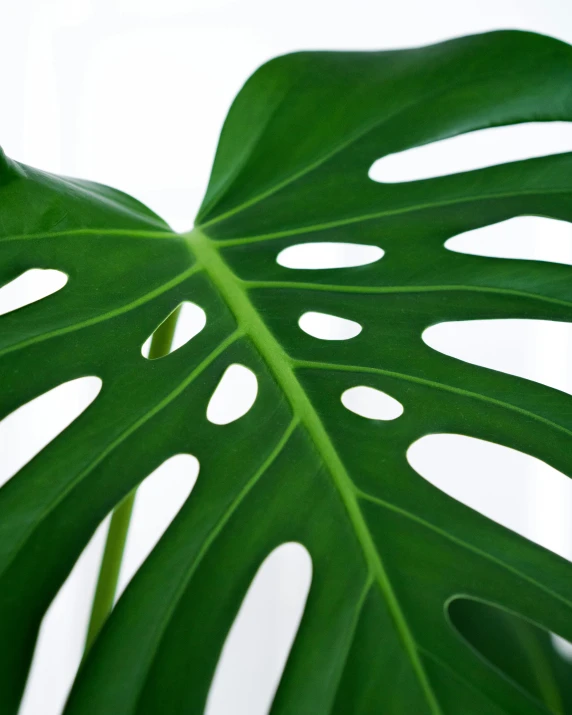 a close up of a leaf of a plant, next to a plant, product image, monstera deliciosa, multiple stories