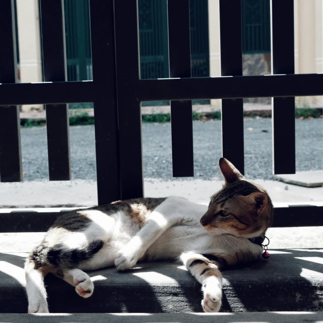 a cat that is laying down on the ground, by Niko Henrichon, pexels contest winner, renaissance, in balcony of palace, tired half closed, overexposed sunlight, calcutta