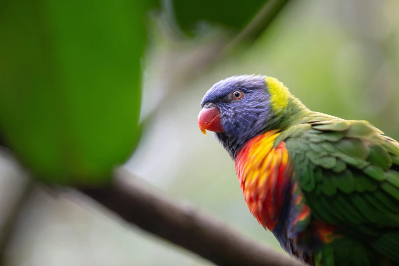 a colorful bird sitting on top of a tree branch, pexels contest winner, australian, 🦩🪐🐞👩🏻🦳, lush surroundings, rainforest