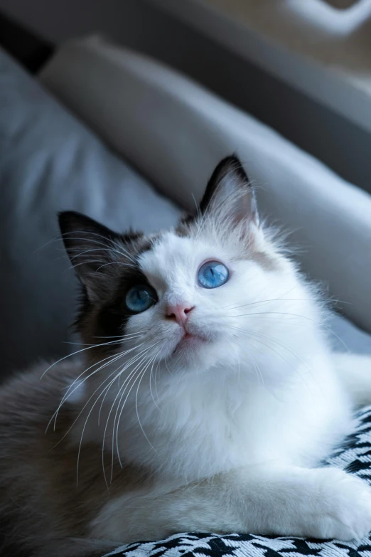 a cat with blue eyes laying on a bed, a portrait, trending on reddit, avatar image, taken with sony alpha 9, sitting on a couch, pale white skin