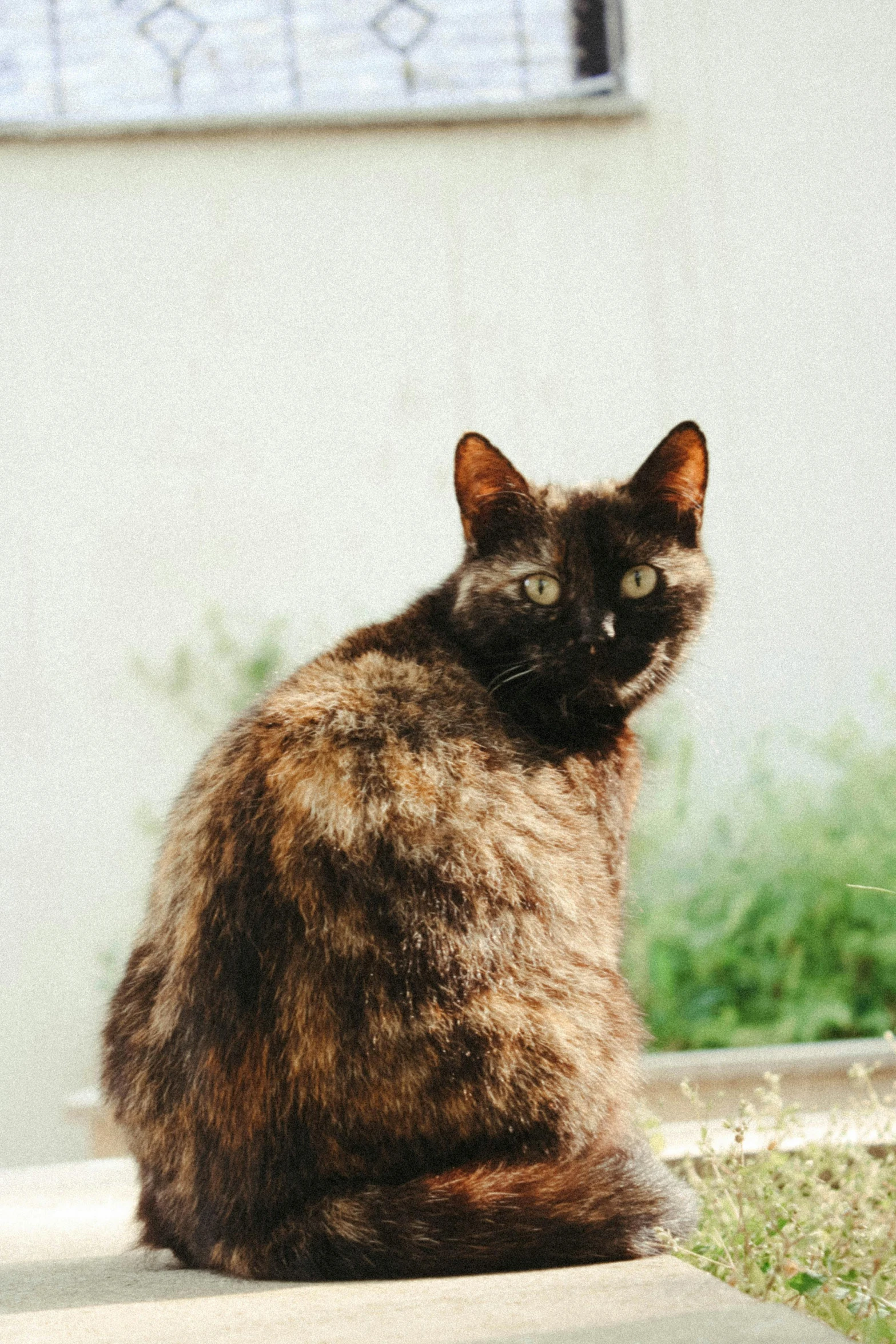 a black and brown cat sitting on a sidewalk, lomography lady grey, mottling coloring, tar - like, on display
