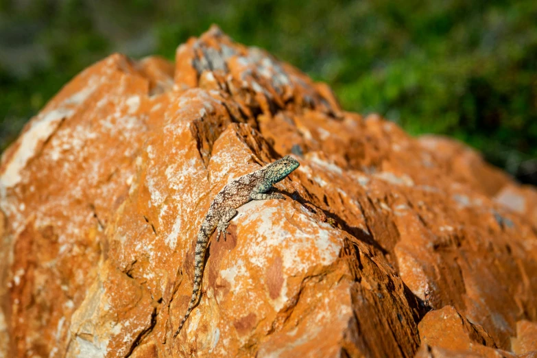 a lizard that is sitting on a rock, by Gwen Barnard, pexels contest winner, “ iron bark, panels, rocky terrain, avatar image