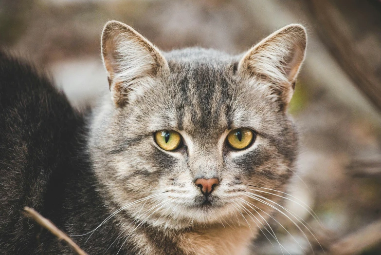 a close up of a cat looking at the camera, a portrait, unsplash, close up shot a rugged, avatar image, getty images, australian