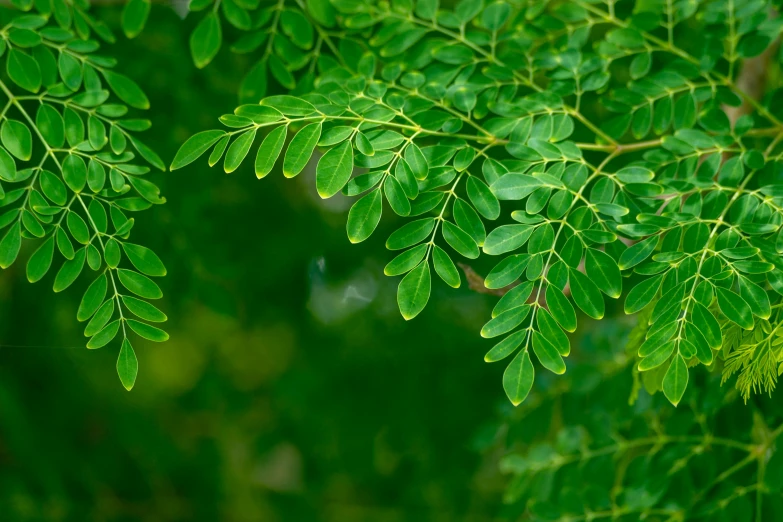 a close up of green leaves on a tree, trending on pexels, hurufiyya, moringa juice, upscaled to high resolution, bird view, adult