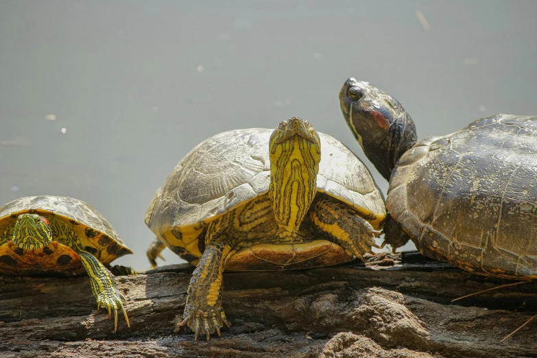 a group of turtles sitting on top of a log, by Jan Tengnagel, pexels contest winner, hurufiyya, three animals, mitch mcconnell as a turtle, sitting down, high detailled