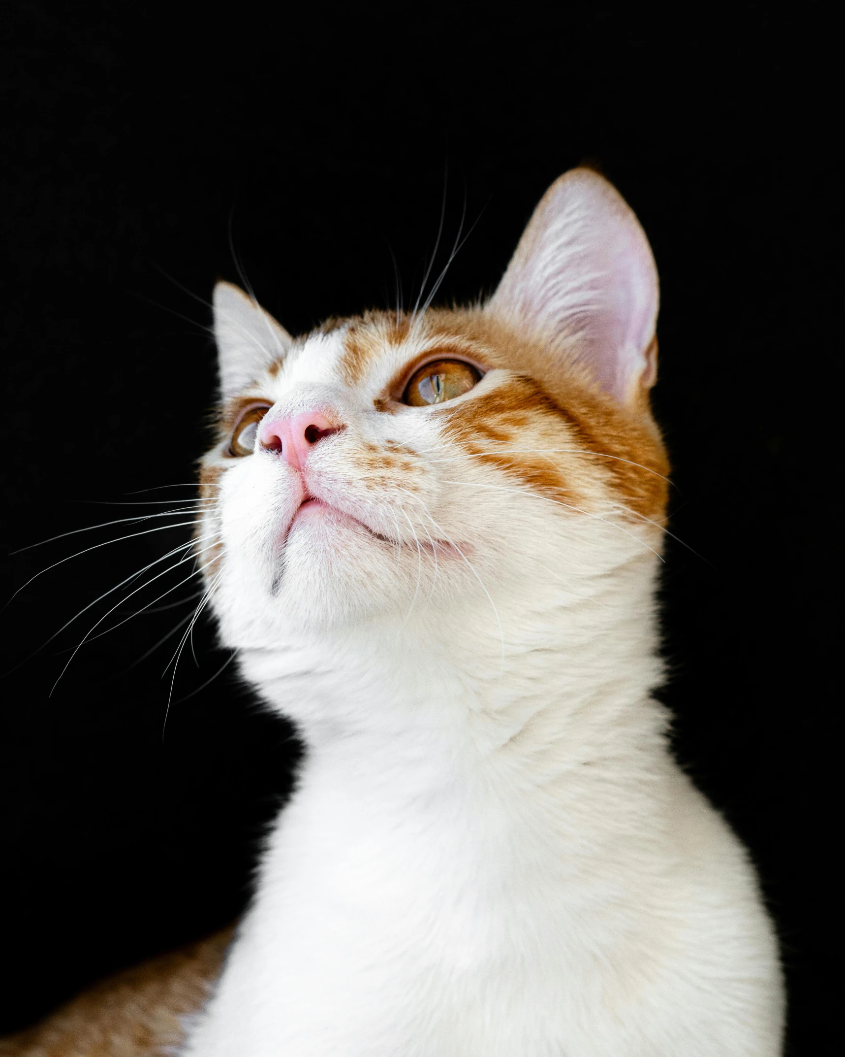 a close up of a cat on a black background, by Julia Pishtar, trending on unsplash, orange and white color scheme, square nose, looking to the sky, non-binary