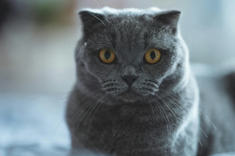 a close up of a cat laying on a bed, pexels contest winner, fat chibi grey cat, intimidating stance, hunting, sittin