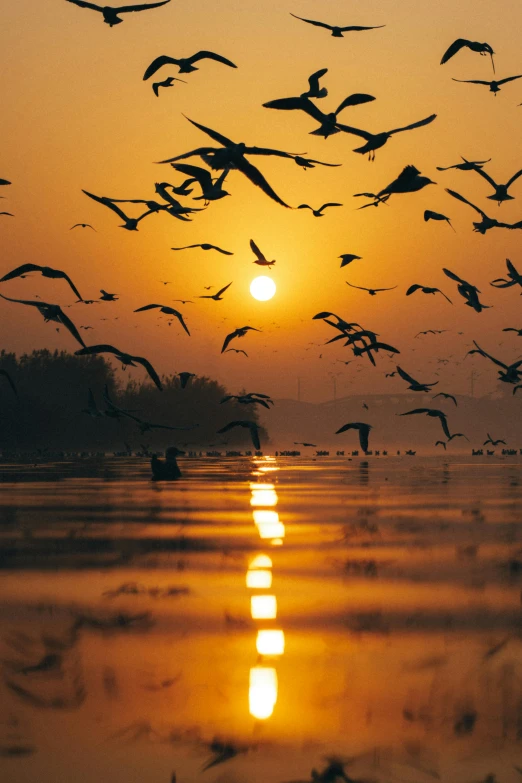 a flock of birds flying over a body of water, asian sun, national geographic quality, indore, warmly lit