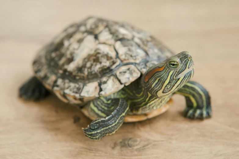 a small turtle sitting on top of a wooden floor, by Jan Tengnagel, trending on unsplash, marbled veins, an afghan male type, slightly smiling, on a wooden desk