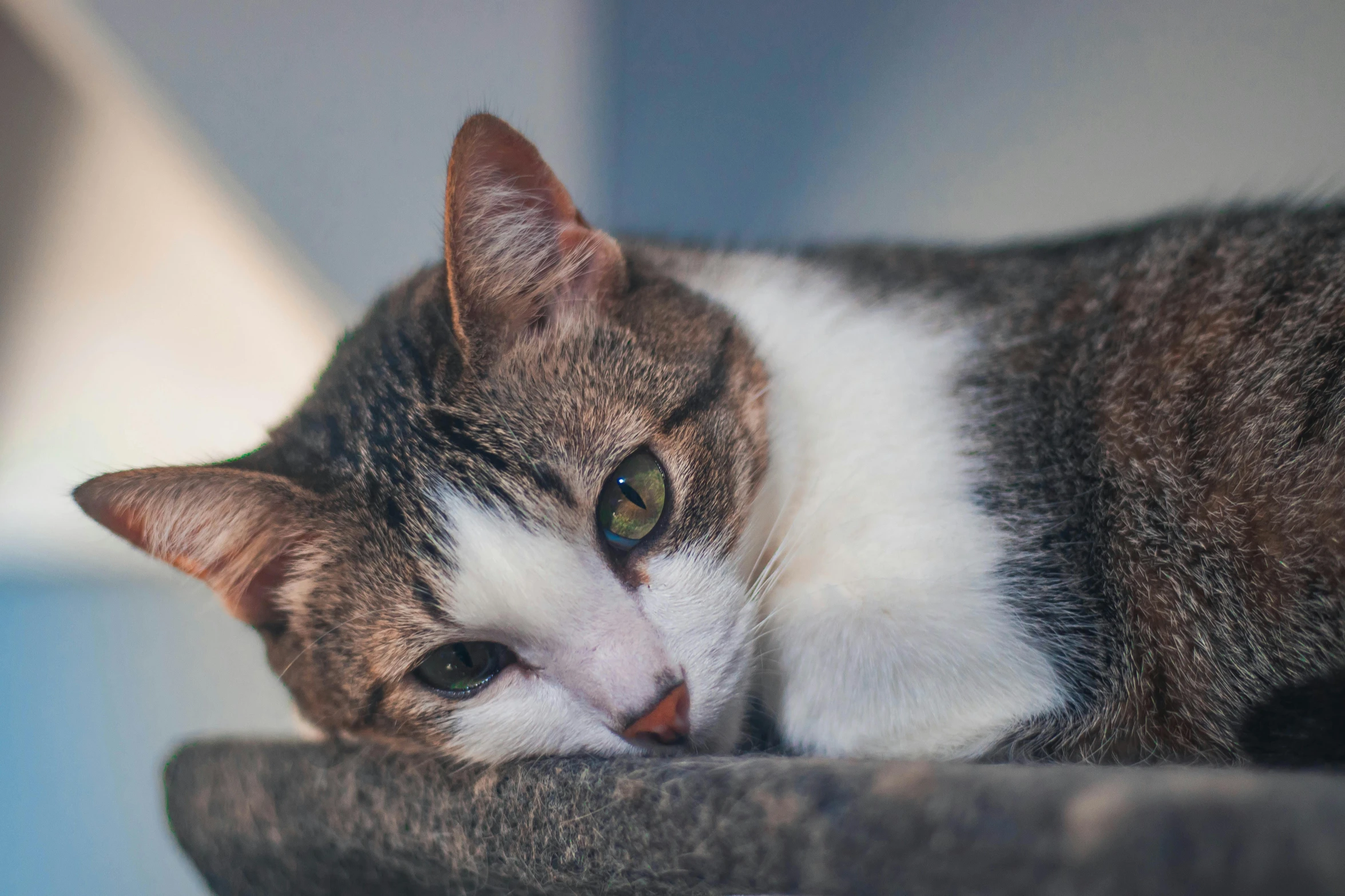 a close up of a cat laying on a table, a portrait, unsplash, worried, instagram photo, hunched over, gif