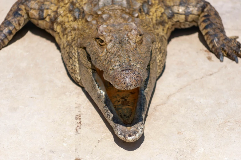 a close up of an alligator with its mouth open, pexels contest winner, hurufiyya, high angle closeup portrait, flattened, brown, young male