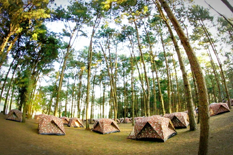 a group of tents sitting in the middle of a forest, batik, arrendajo in avila pinewood, instagram photo, brown