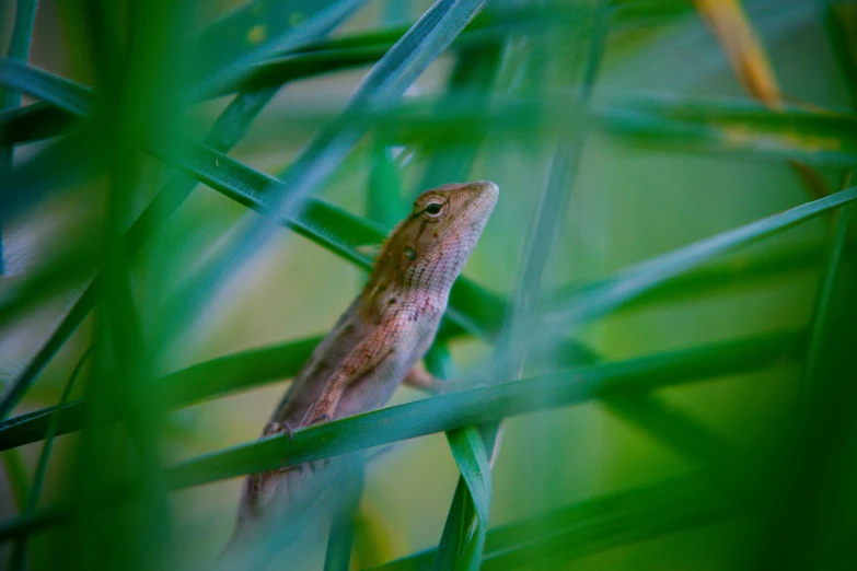 a lizard that is sitting in the grass, by Gwen Barnard, pexels contest winner, renaissance, hiding behind obstacles, fronds, ::