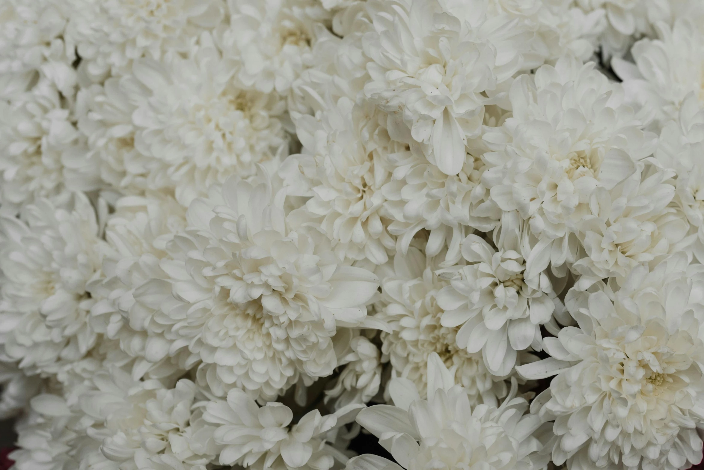 a close up of a bunch of white flowers, baroque, chrysanthemum eos-1d, zoomed out view, light grey mist, traditional medium