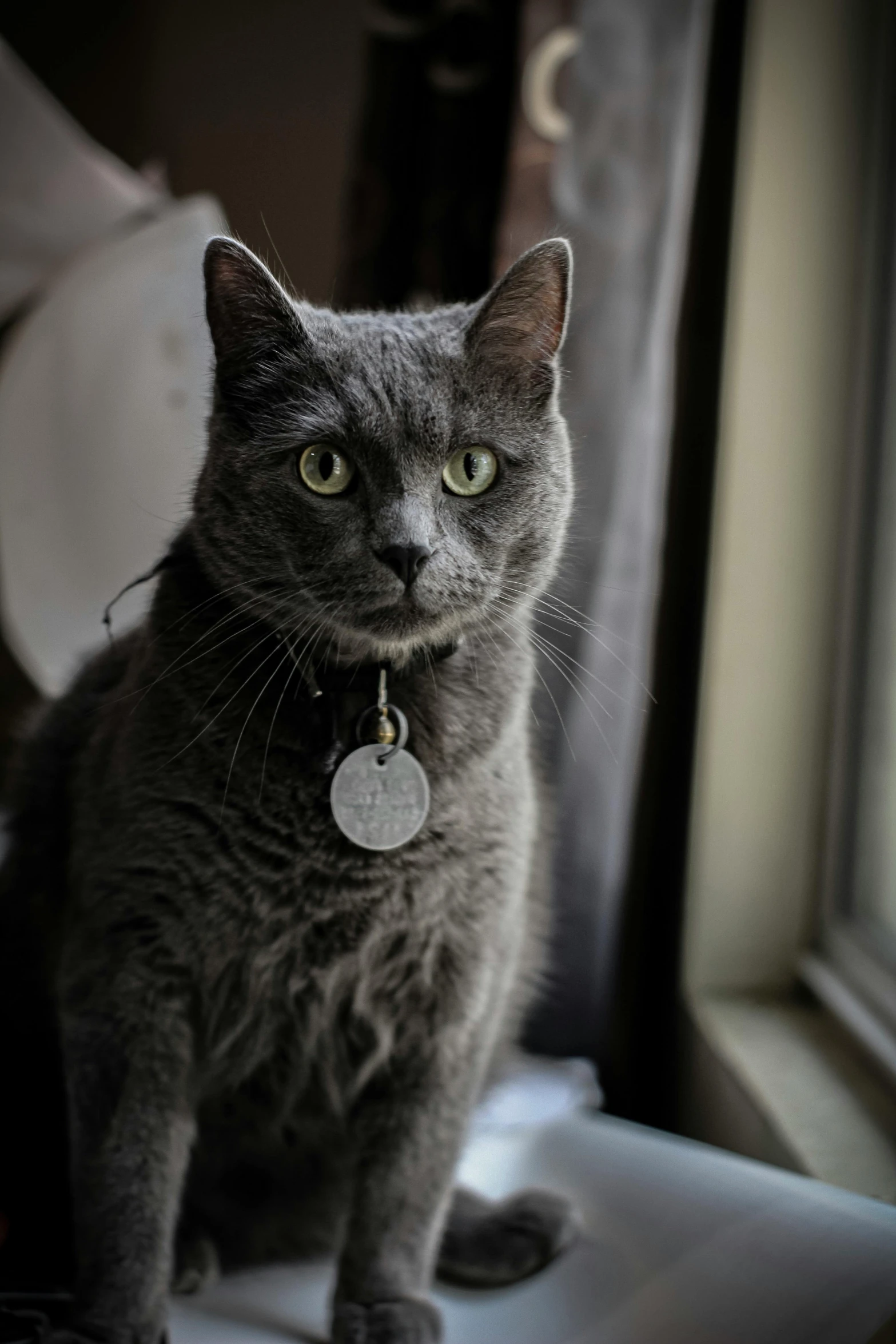 a gray cat sitting on top of a window sill, a portrait, by Julia Pishtar, pexels contest winner, badge on collar, slate, jewelry, in gunmetal grey