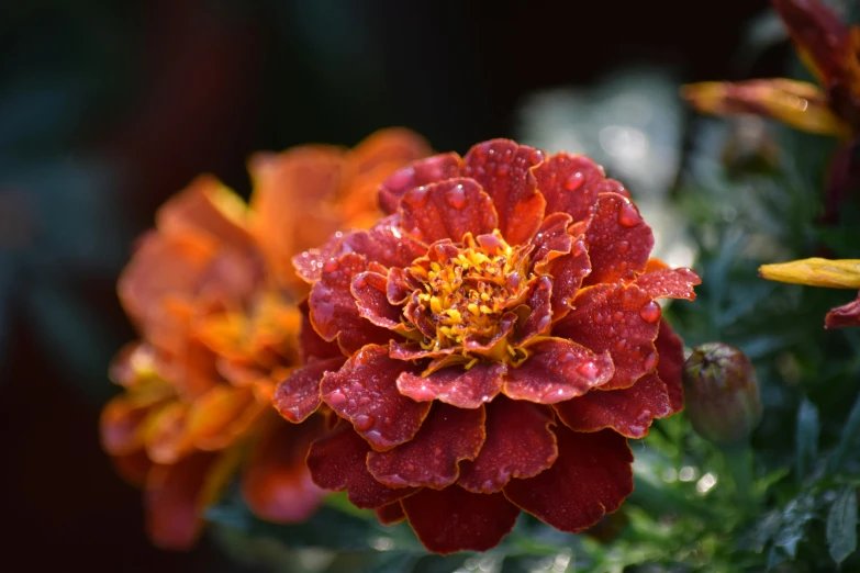 a close up of a flower with water droplets on it, pexels, renaissance, dark oranges reds and yellows, marigold, terracotta, maroon mist