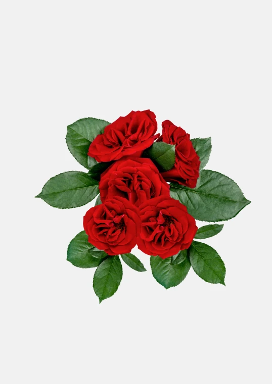 a white backdrop with red roses and green leaves