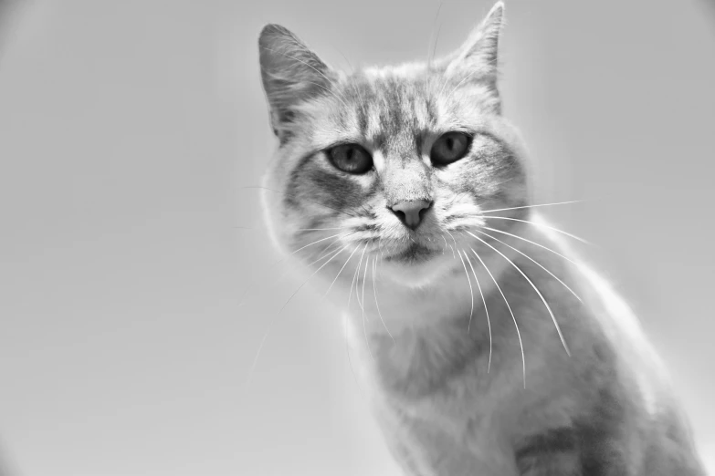 a black and white photo of a cat, highkey, gleaming silver, a blond, realistic photo