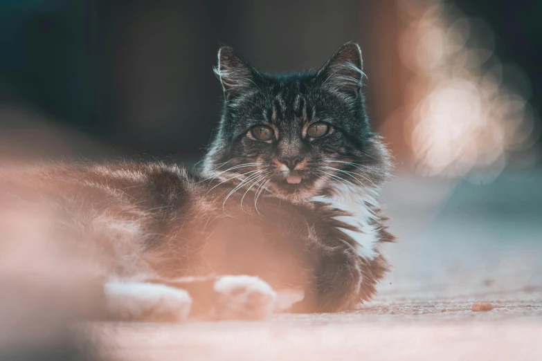 a cat that is laying down on the ground, by Emma Andijewska, unsplash, fan favorite, slightly pixelated, extremely handsome, fluffy''