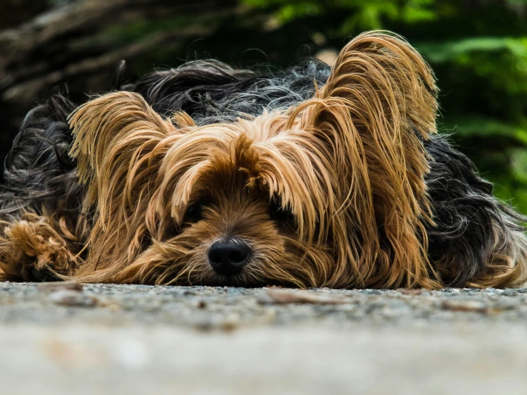 a dog that is laying down on the ground, pexels contest winner, yorkshire terrier, bedhead, today\'s featured photograph 4k, australian