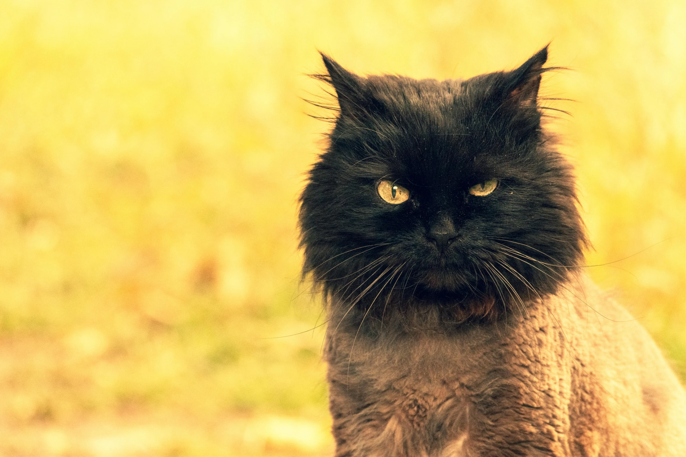 a black cat sitting on top of a wooden table, an album cover, unsplash, furry art, angry complexion, fur with mud, high quality photo, grumpy [ old ]