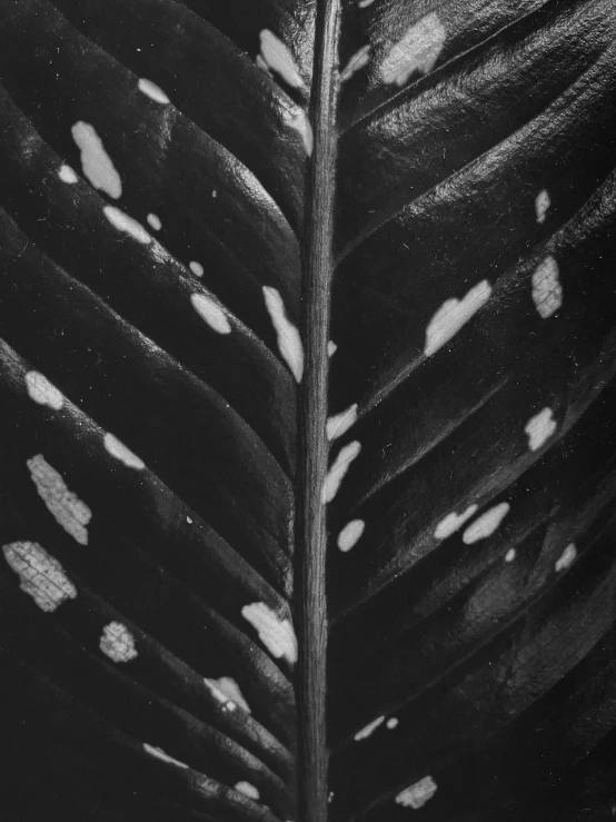 a black and white photo of a leaf, by Rebecca Horn, deep jungle texture, shot on superia 400 filmstock, detailed medium format photo, portrait n - 9