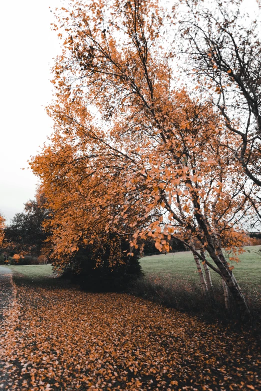 a couple of trees that are standing in the grass, unsplash contest winner, orange and brown leaves for hair, 2 5 6 x 2 5 6 pixels, grey skies, today\'s featured photograph 4k