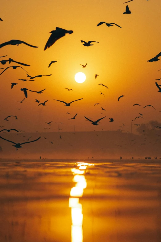 a flock of birds flying over a body of water, during sunrise, india, fan favorite, award-winning shot