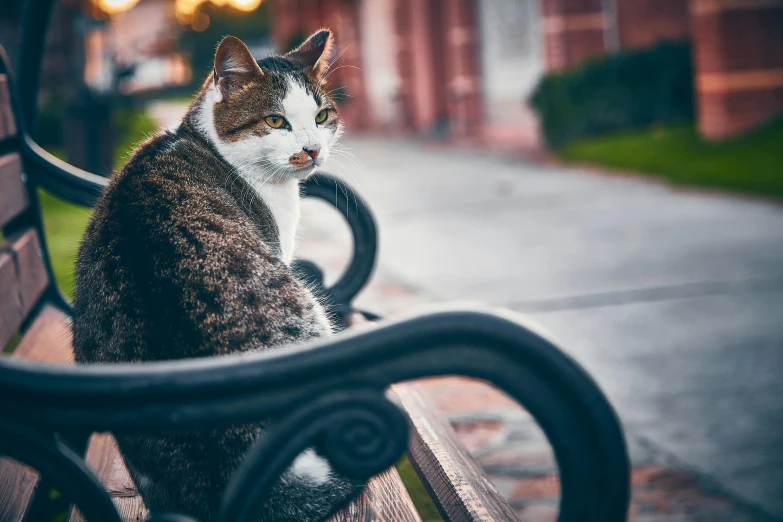 a cat sitting on top of a wooden bench, in savannah, in a square, unsplash photo contest winner, fan favorite