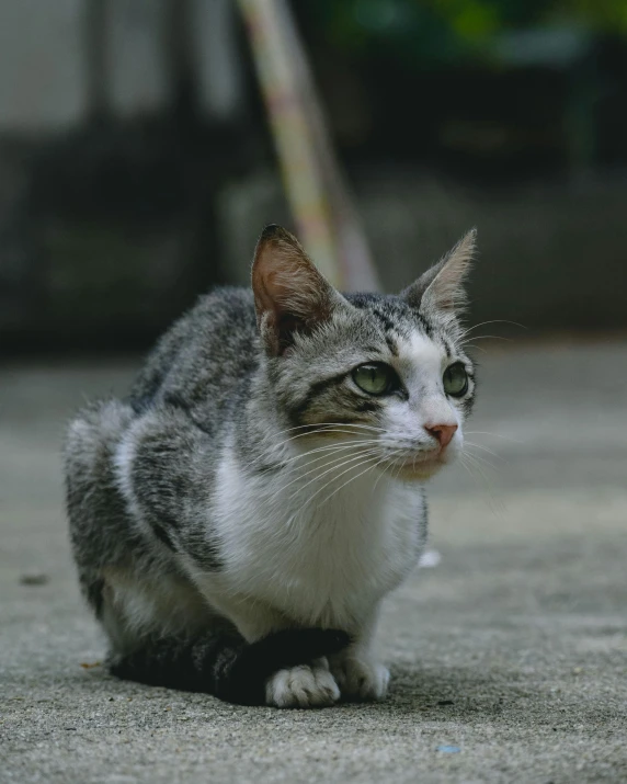 a cat sitting on the ground next to a fire hydrant, pexels contest winner, silver eyes full body, gif, on the concrete ground, serious focussed look