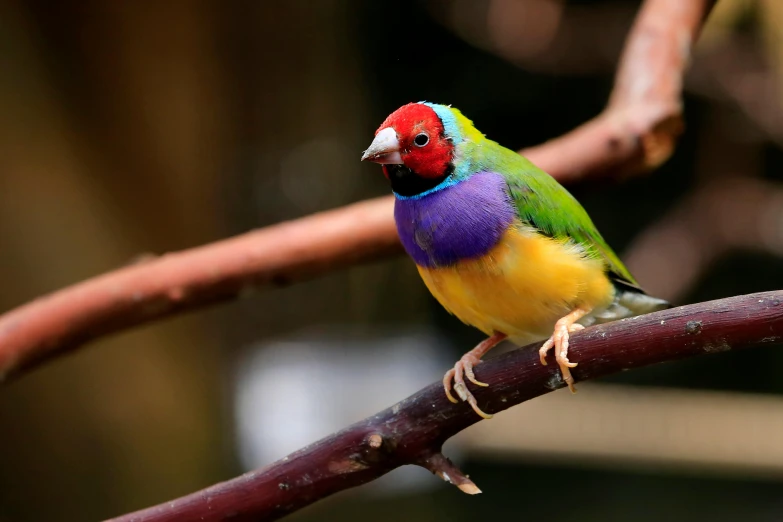 a colorful bird perched on a branch of a tree, a portrait, trending on pexels, renaissance, mixed animal, australian, 🦩🪐🐞👩🏻🦳, roygbiv