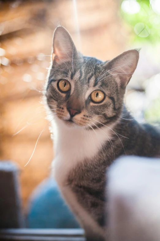 a gray and white cat sitting on a window sill, a portrait, unsplash, sun drenched, looking up at camera, trending photo