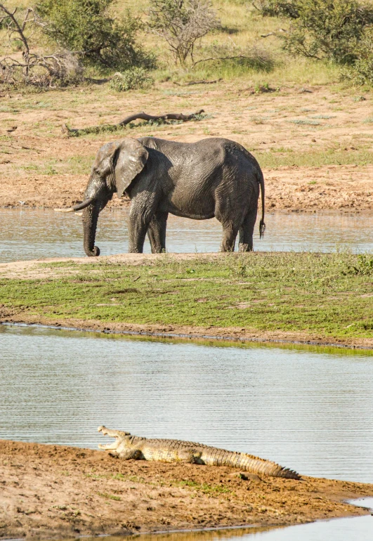 a large elephant standing next to a body of water, by Peter Churcher, crocodile, 2 animals, afternoon hangout, various animals