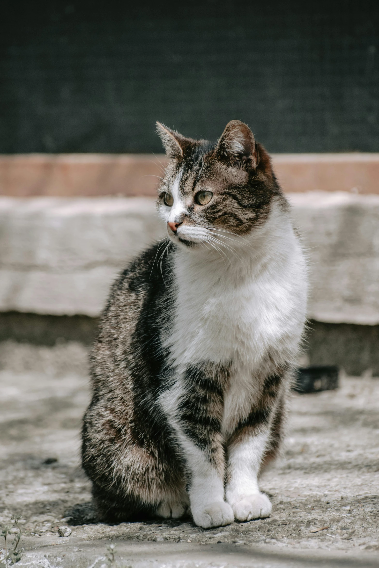 a gray and white cat sitting on the ground, pexels contest winner, looking off to the side, gif, brown tail, a tall