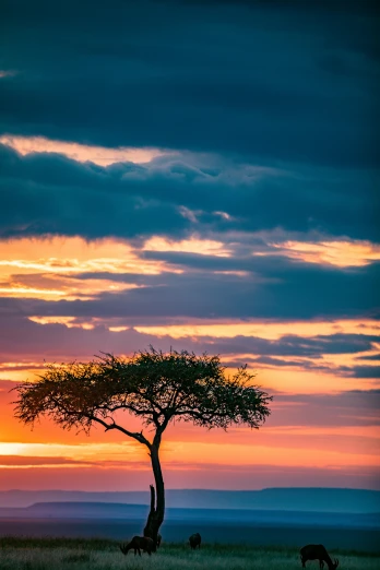 a lone tree sitting on top of a grass covered field, unmistakably kenyan, watching the sunset, on display, a colorful