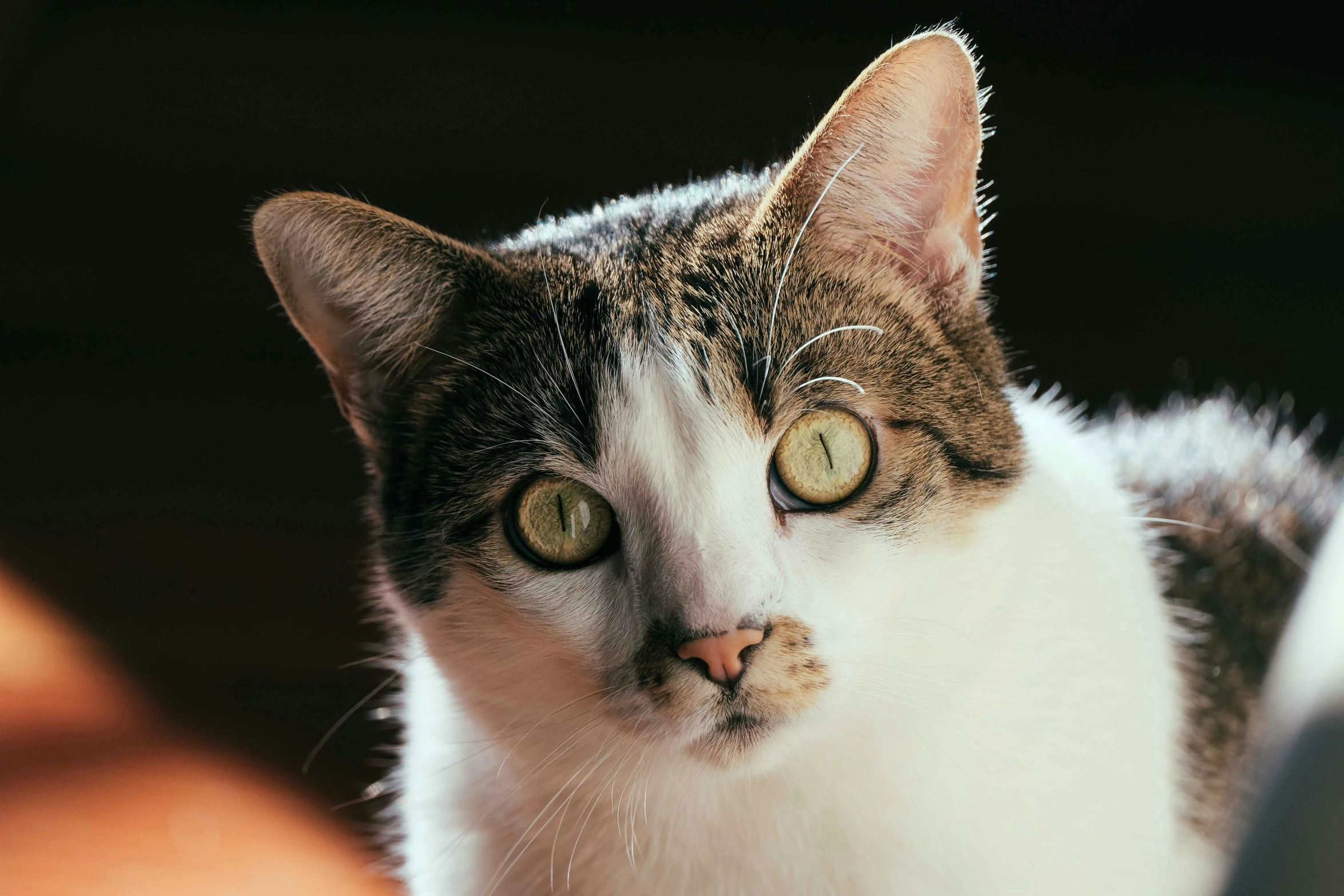 a close up of a cat looking at the camera, a portrait, by Julia Pishtar, unsplash, instagram post, with a white nose, getty images, ready to eat