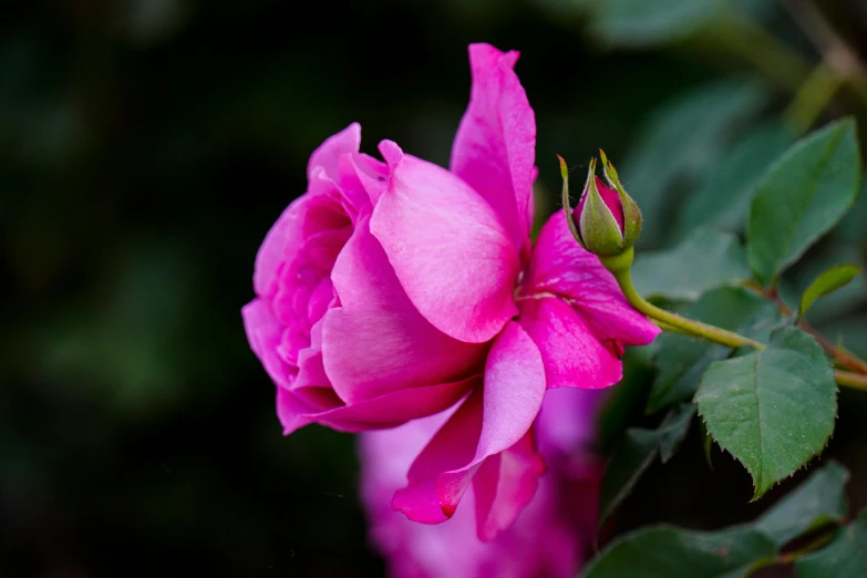 pink flower that is budding and has leaves