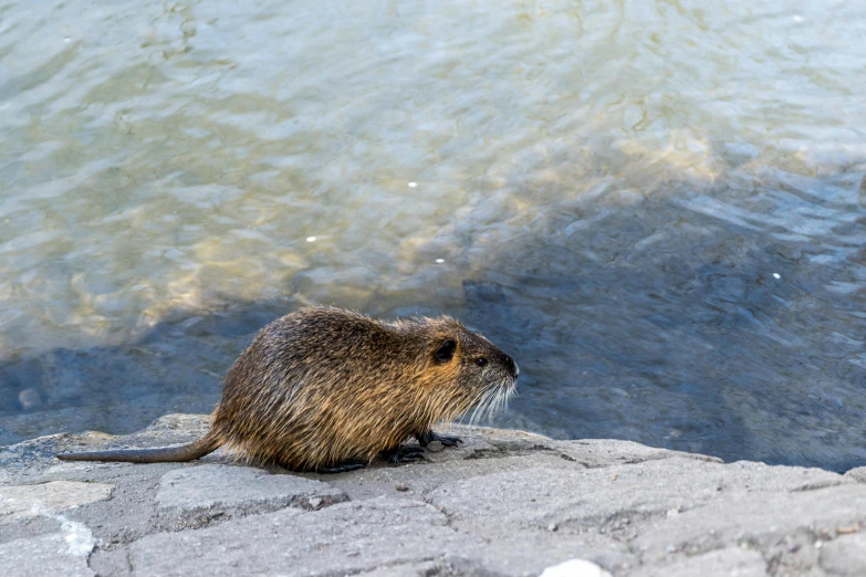 a beaver sitting on top of a rock next to a body of water, pexels contest winner, hurufiyya, ratatouille style, in an urban setting, otzi, high resolution photo