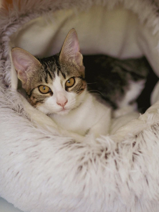 a cat curled up in a cat bed, trending on unsplash, renaissance, is looking at the camera, wearing fur cloak, softplay, up close picture